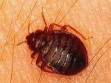 Bed Bug Video